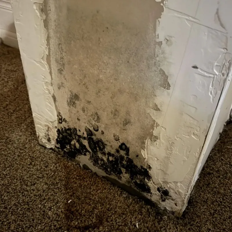Professional Mold Removal in Three Way, TN